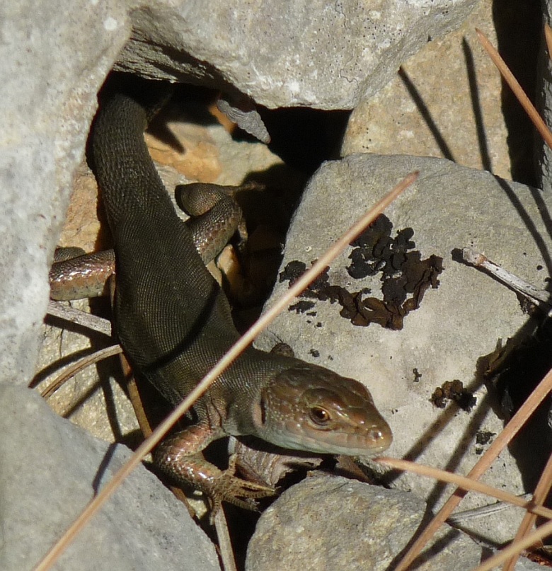 altra lucertola croata da identificare